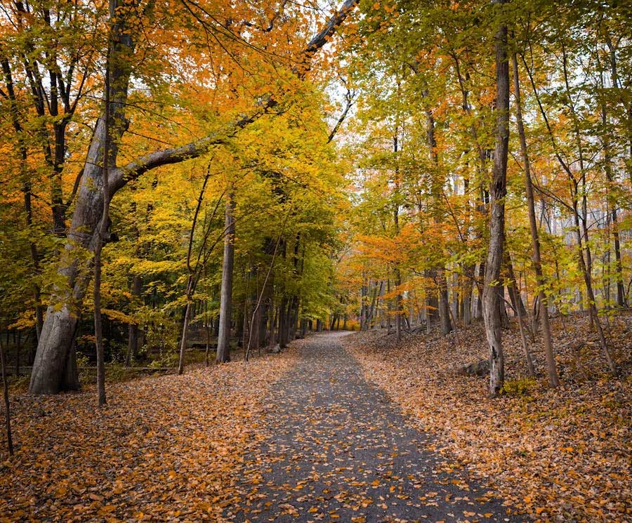Outdoor Foliage in Woods
